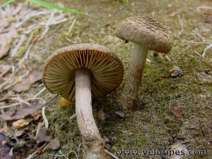 Inocybe lacera