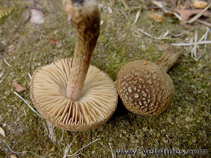 Inocybe lacera