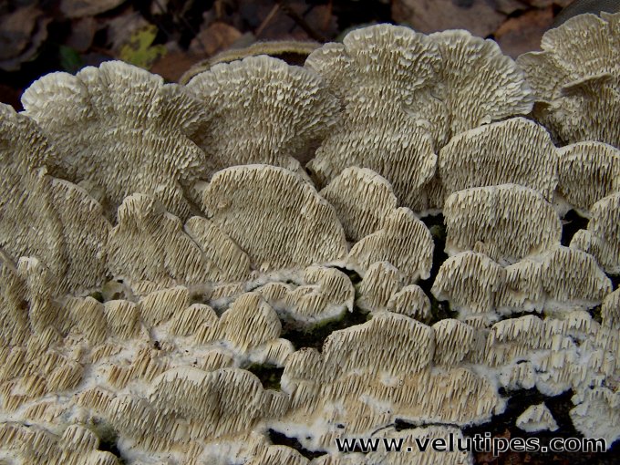 Irpex lacteus