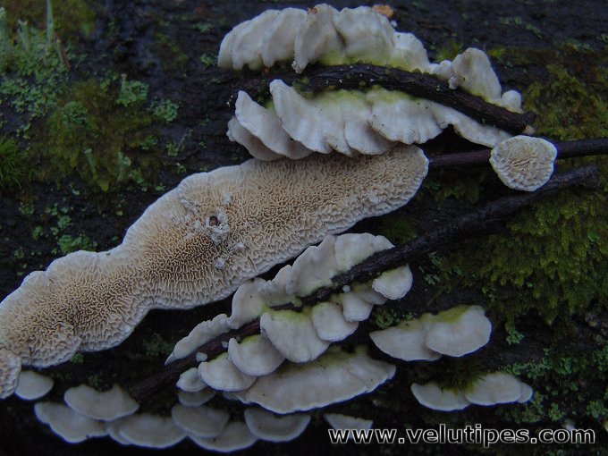 Irpex lacteus