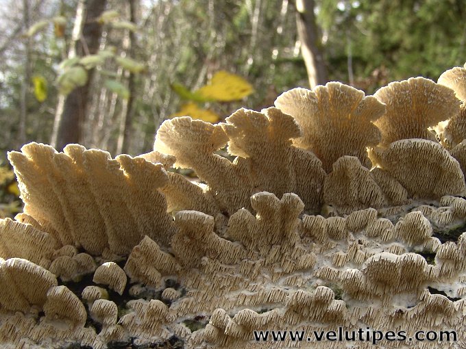 Irpex lacteus