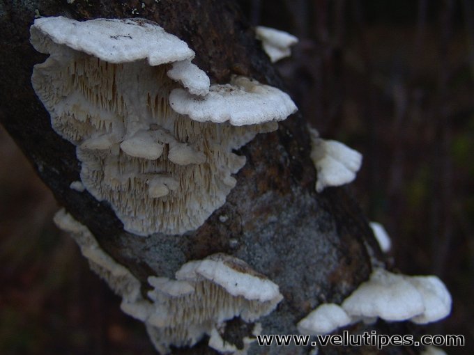 Irpex lacteus