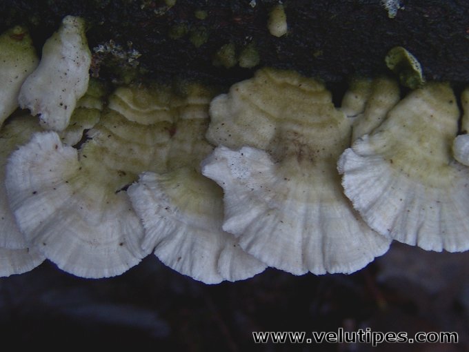Irpex lacteus