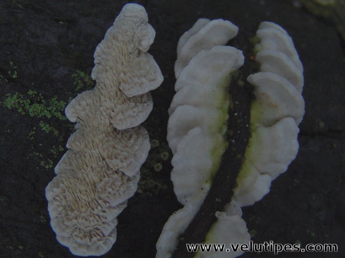 Irpex lacteus