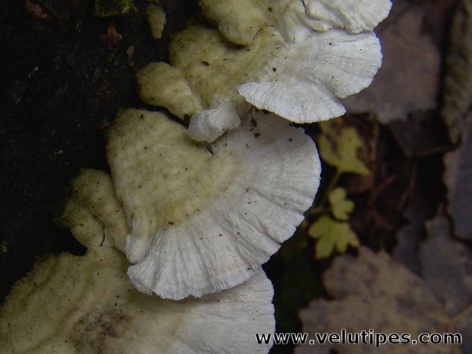 Irpex lacteus