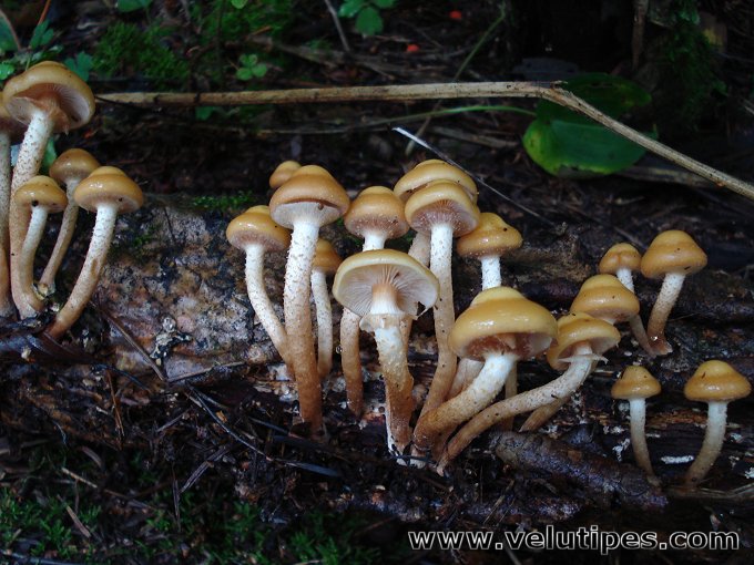 Kuehneromyces mutabilis
