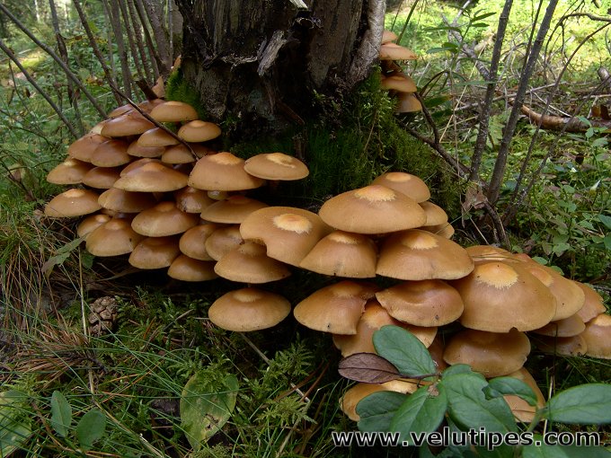 Kuehneromyces mutabilis