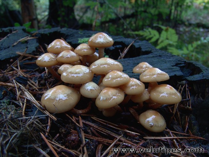 Kuehneromyces mutabilis