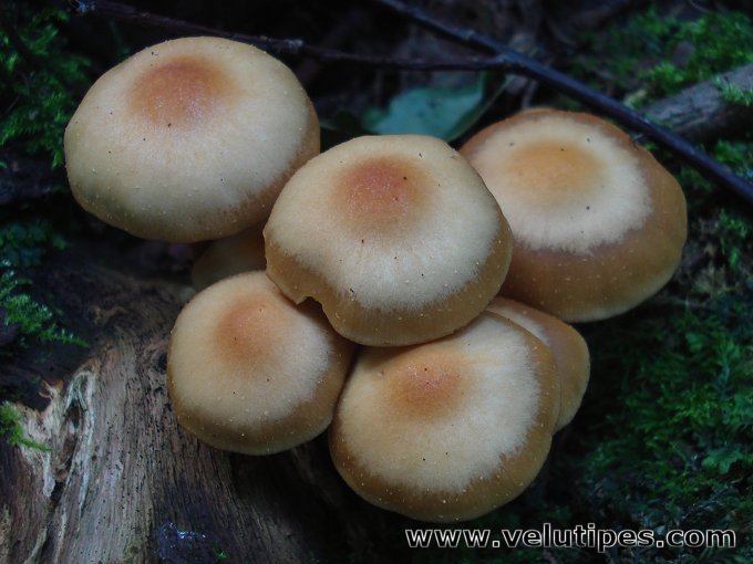 Kuehneromyces mutabilis