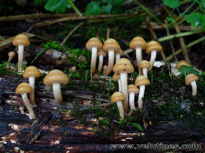 Kuehneromyces mutabilis