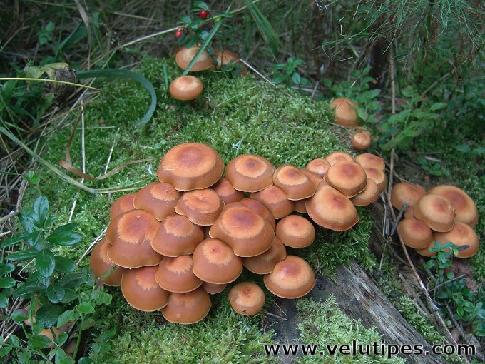Kuehneromyces mutabilis