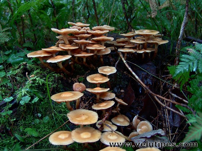 Kuehneromyces mutabilis