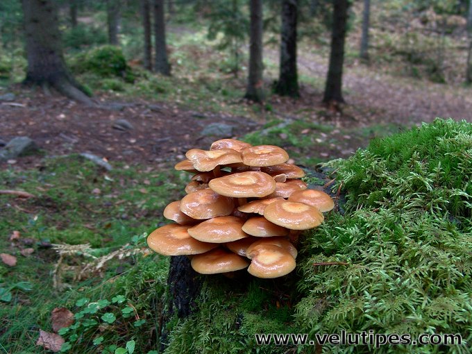 Kuehneromyces mutabilis