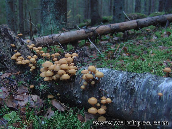Kuehneromyces mutabilis