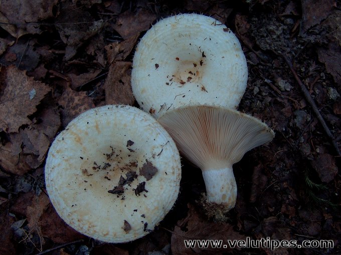 Lactarius aquizonatus