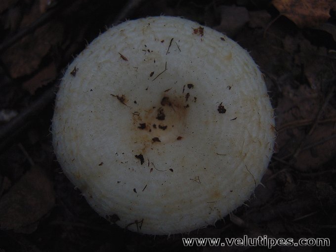 Lactarius aquizonatus