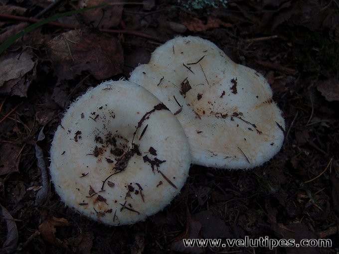 Lactarius aquizonatus