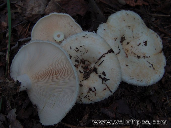 Lactarius aquizonatus
