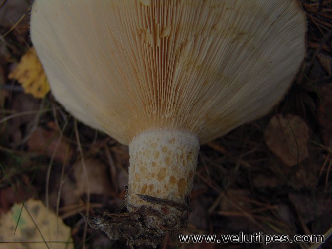 Lactarius aquizonatus