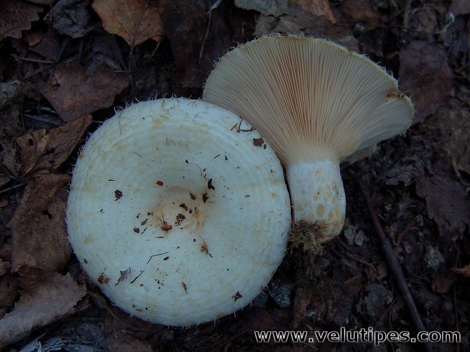 Lactarius aquizonatus