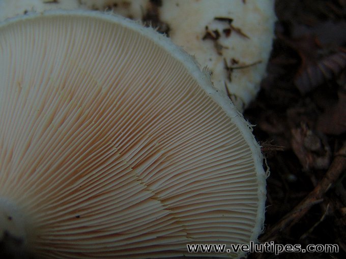 Lactarius aquizonatus