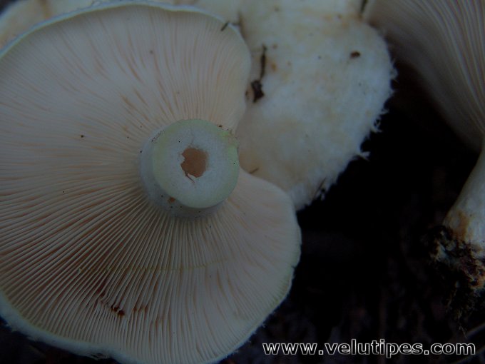 Lactarius aquizonatus