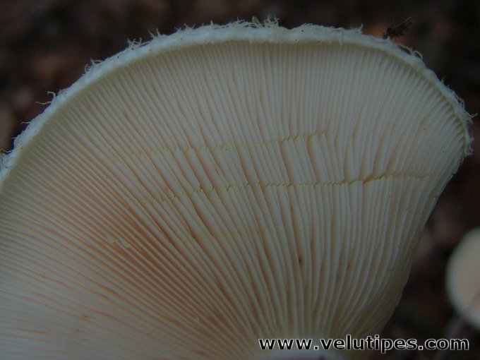 Lactarius aquizonatus