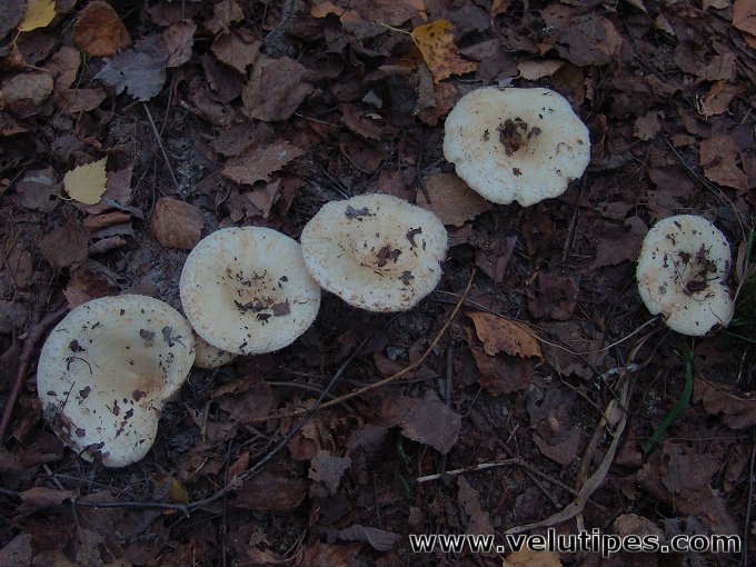 Lactarius aquizonatus