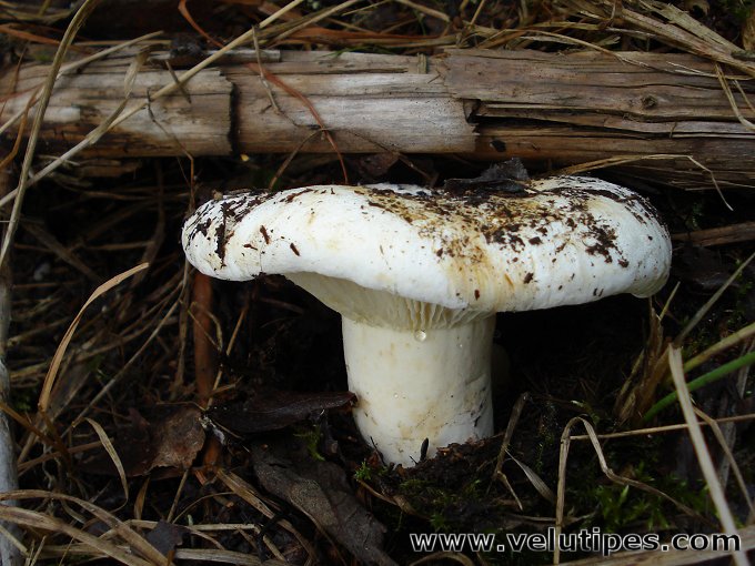 Lactarius bertillonii