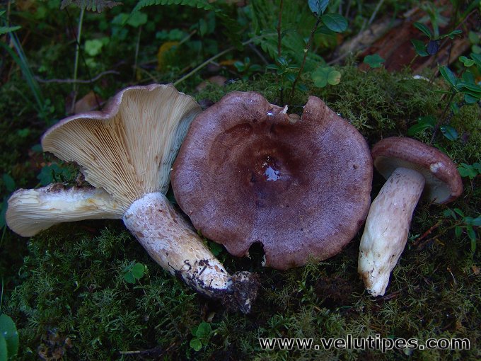 Lactarius hysginus