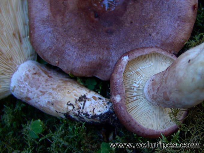 Lactarius hysginus