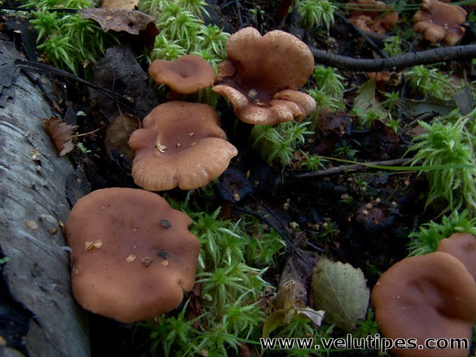 Lactarius lacunarum