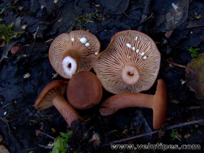 Lactarius lacunarum