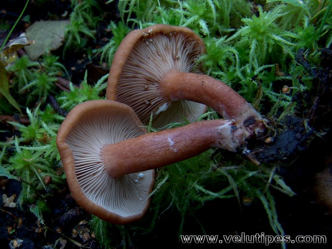 Lactarius lacunarum