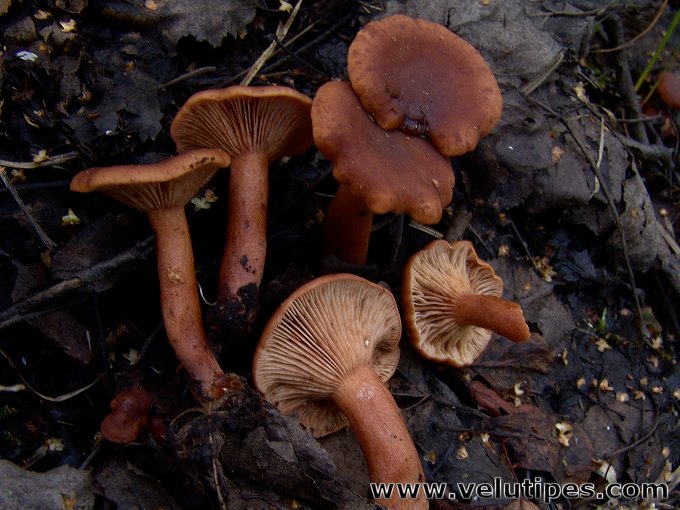 Lactarius lacunarum