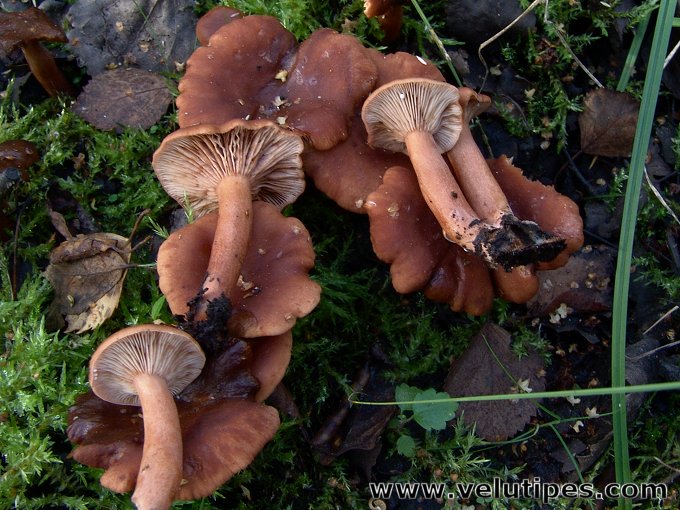 Lactarius lacunarum