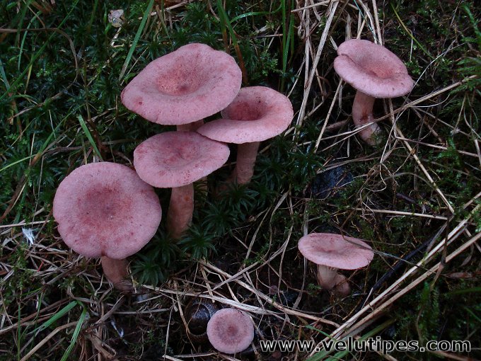 Lactarius lilacinus