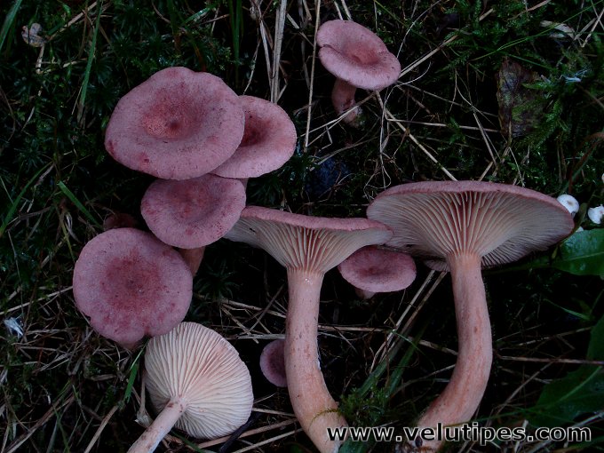 Lactarius lilacinus