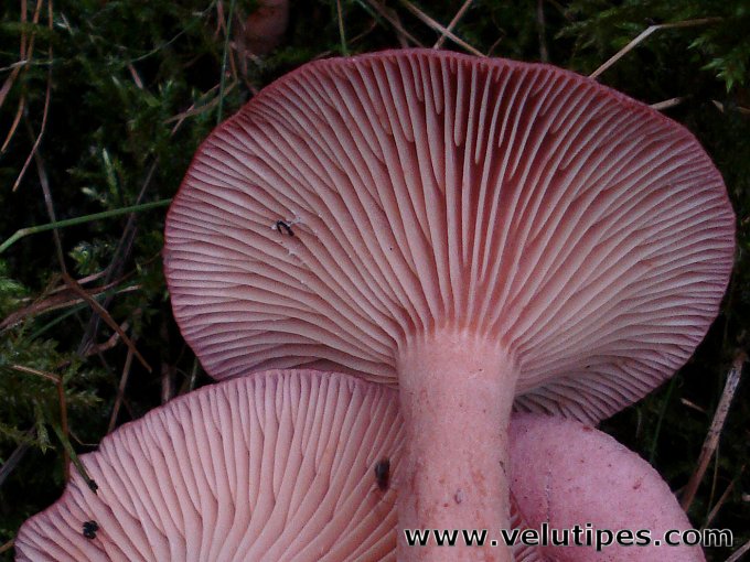 Lactarius lilacinus