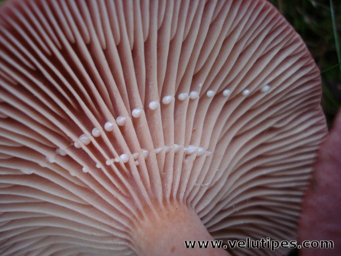 Lactarius lilacinus