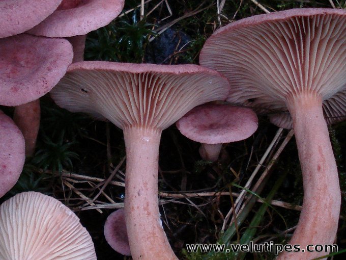 Lactarius lilacinus