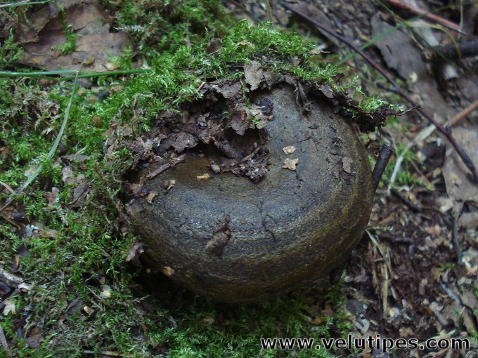 Lactarius necator