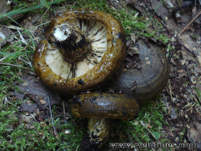 Lactarius necator