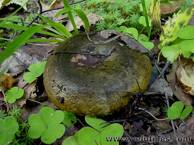 Lactarius necator