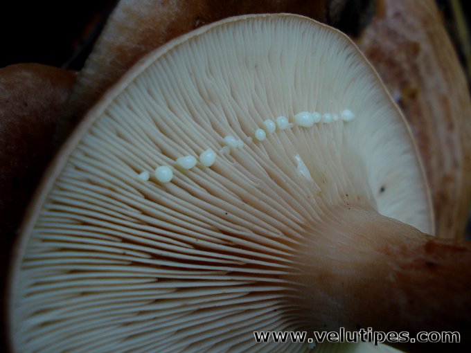 Lactarius quietus