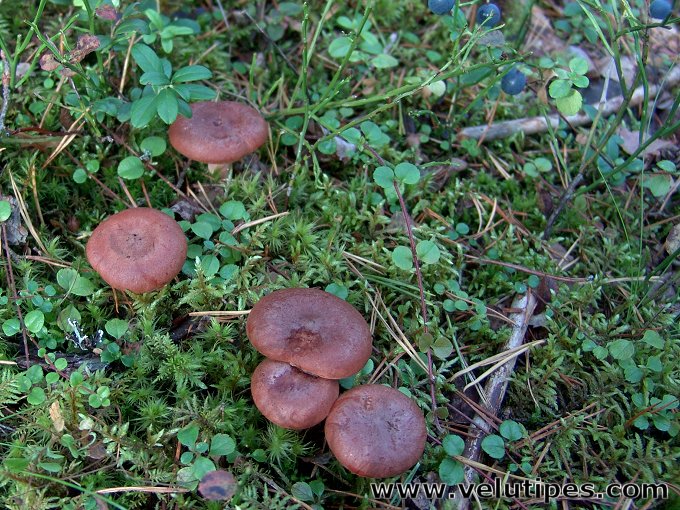 Lactarius rufus