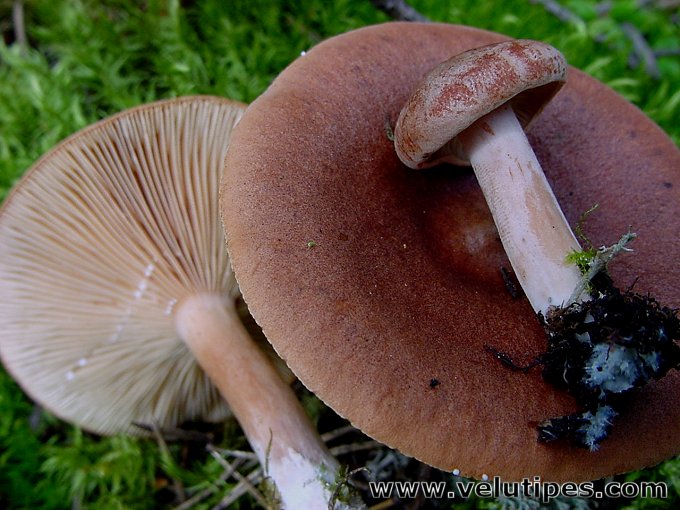 Lactarius rufus