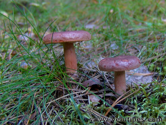 Lactarius rufus