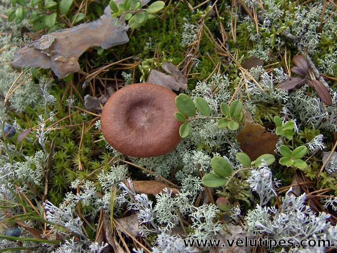 Lactarius rufus