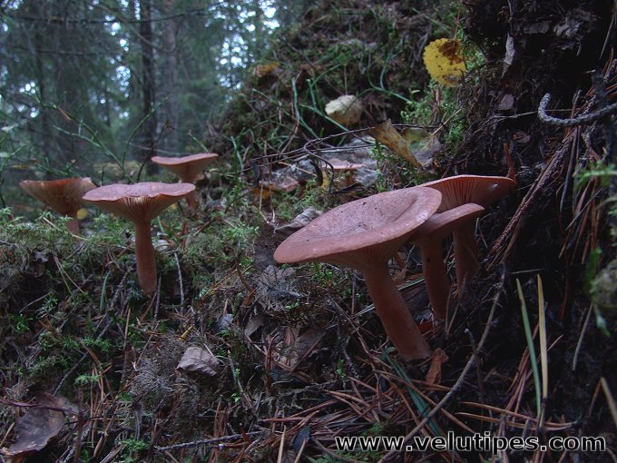 Lactarius rufus